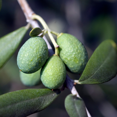 Mini Olive Tree | 2L Pot