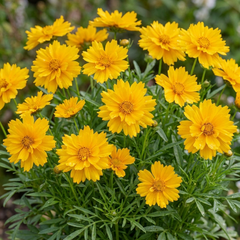 Coreopsis Early Sunrise Hardy Perennial Plants, Yellow Summer Flowers, Pollinator Friendly, 1 Litre Root Ball