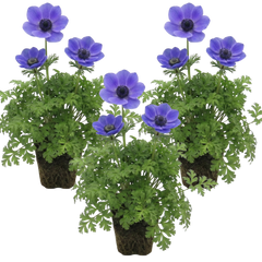 Anemone ‘Harmony Blue’, Ready to Plant in Your Garden