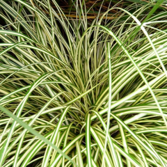 Carex Evergold | 2L Pot