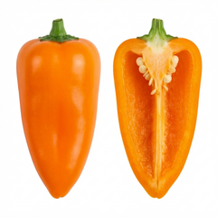 Sweet Pepper Snack Orange, Ready to Plant in Your Garden