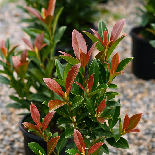 Viburnum Coppertop | Large 3L Pot