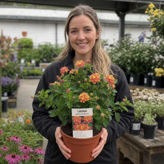 1 Large Plant - Lantana Bandolista Mango, Ready to Plant in Your Garden, 2L Pot