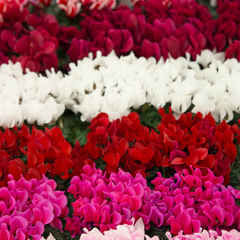 Cyclamen Silver Leaf Mix | 3 or 6 1L Pots