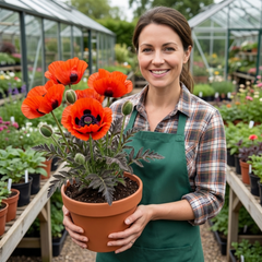 Papaver Orientale Brilliant Red Poppy Plants, Hardy Perennial, Outdoor Garden Ready, 1 Litre Root-Ball