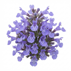 Set of 3 or 6 Nepeta Faassenii Catmint Plants, Hardy Perennial, Bee Friendly Blue Flowering Plants, Outdoor Garden Ready, 1 Litre Root-Ball