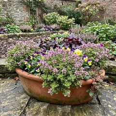 Thymus citriodorus ‘Doone Valley’ Thyme Herb Plants, Hardy Perennial Culinary Herb, Outdoor Garden Ready, 1 Litre Root-Ball