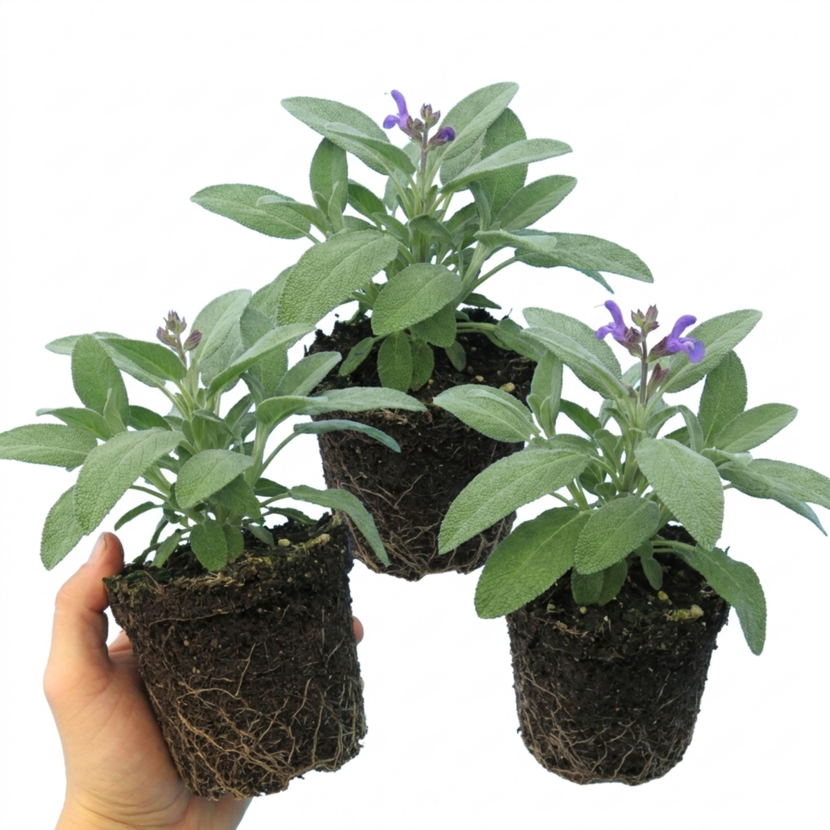 Salvia officinalis ‘Berggarten’ Sage Herb Plants, Hardy Perennial Culinary Herb, Outdoor Garden Ready, 1 Litre Root-Ball