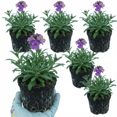 Erysimum Spring Feeling Hardy Perennial Wallflower Plants, Bee Friendly, Fragrant, Outdoor Garden Ready, 1 Litre / 11cm Root-Ball