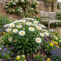 Set of 3 or 6 Leucanthemum Madonna White Shasta Daisy Plants, Hardy Perennial, 11cm or 1L Root Ball