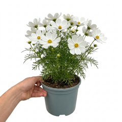 1 Large Plant - Cosmos Apollo White, Ready to Plant in Your Garden, 2L Pot