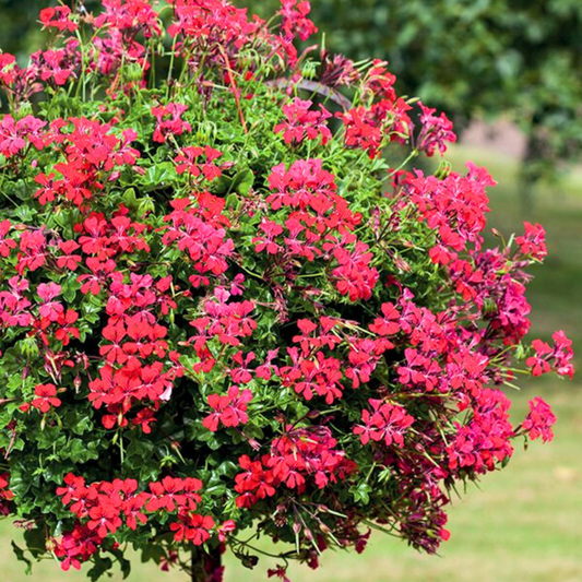 Geranium Tornado Red | 3 or 6 1L Pots