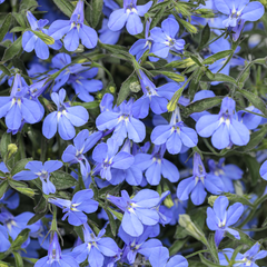 Lobelia Sweet Springs Blue | 3 or 6 1L Pots