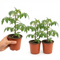 Grafted Crokini Tomato Plants, Premium High Yield Cocktail Tomato, Garden Ready, 1L Root Ball