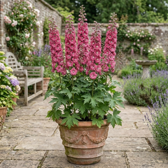 1 Delphinium Pixie Rose Rocket Hardy Perennial Plant, Cottage Garden Summer Flowering, 19cm Root-Ball