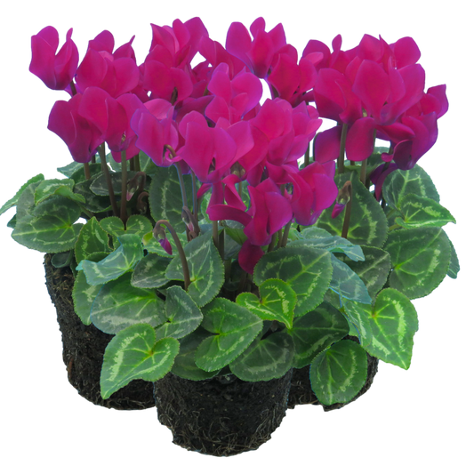 Cyclamen Purple 10.5cm