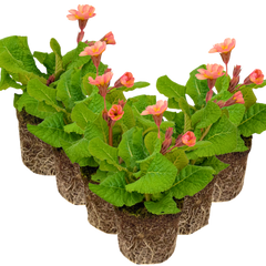 Polyanthus Stella Champagne | 3 or 6 1L Pots