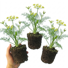Fresh Fennel Herb Plants, Hardy Perennial Kitchen Garden Herbs, Outdoor Ready, 1 Litre Root Ball