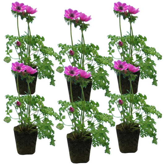 Anemone ‘Harmony Orchid’, Ready to Plant in Your Garden