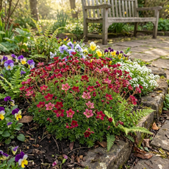 Saxifrage Ice Colours Red Plants, Hardy Alpine Perennial Rockery Ground Cover, Outdoor Garden Ready, 1 Litre Root-Ball