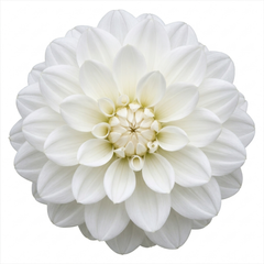 1 Large Plant - Dahlia Dahlegria White, Ready to Plant in Your Garden, 3L Pot