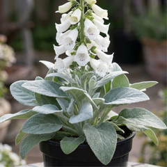 1 Digitalis Hanabee White Foxglove Plant, Hardy Bee Friendly Perennial, Summer Flowering, 2 Litre Root Ball
