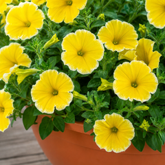 1 Petunia Bees Knees Flowering Plant, Outdoor Garden Ready, Summer Patio Bedding, 21cm Root Ball
