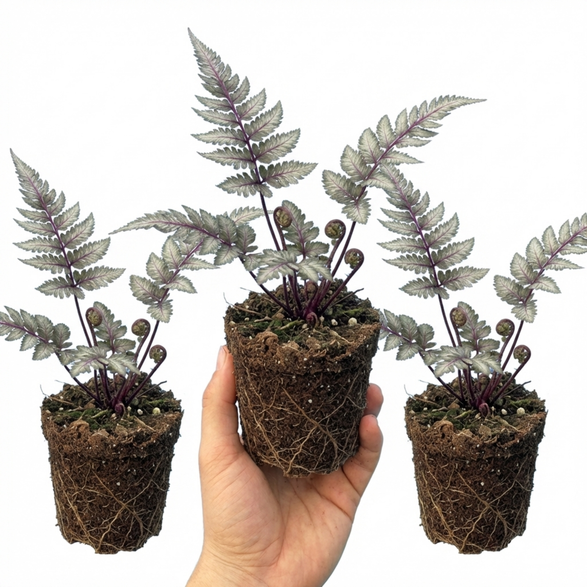 Japanese Painted Fern Athyrium Pewter Lace Plants, Hardy Shade Perennial, 1 Litre Root Ball