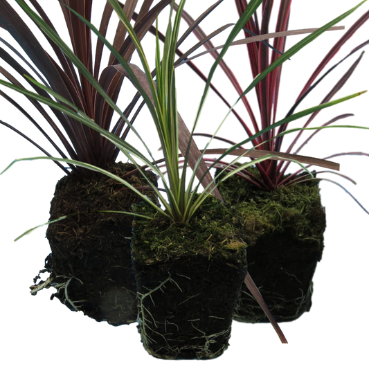 Cordyline Collection - Red Star, Charlie Boy, Torbay Dazzler