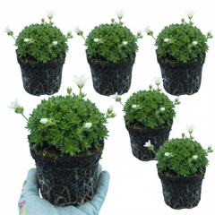 Saxifrage Ice Colours Pearl White Plants, Hardy Alpine Evergreen Ground Cover Perennial, Outdoor Garden Ready, 1 Litre Root-Ball