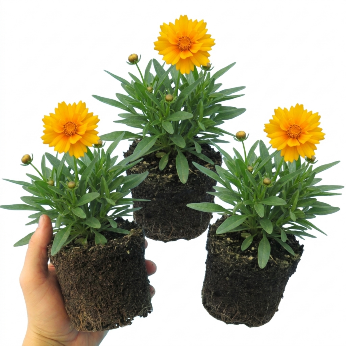 Coreopsis Early Sunrise Hardy Perennial Plants, Yellow Summer Flowers, Pollinator Friendly, 1 Litre Root Ball
