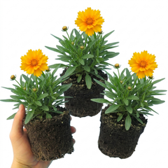 Coreopsis Early Sunrise Hardy Perennial Plants, Yellow Summer Flowers, Pollinator Friendly, 1 Litre Root Ball