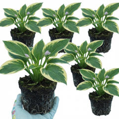 Atlantis Plantain Lily, Ready to Plant in Your Garden, 1L