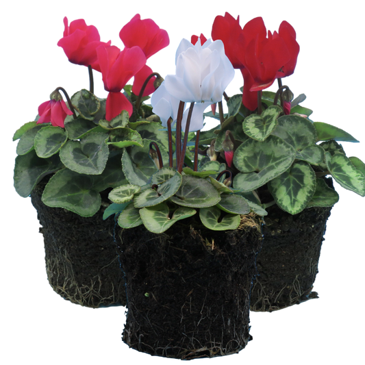 Cyclamen Flame Dark Red 10.5cm