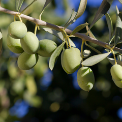 Olive Tree | 5L Pot
