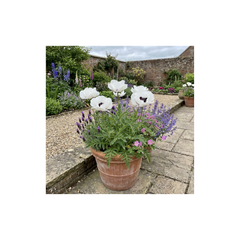 Papaver Orientale Royal Wedding Plants, Hardy White Oriental Poppy Perennial, Litre Root Ball