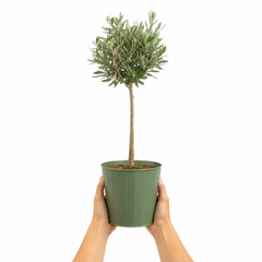 3L Olive Tree Plant, 80-100cm, Mediterranean Nursery Pots