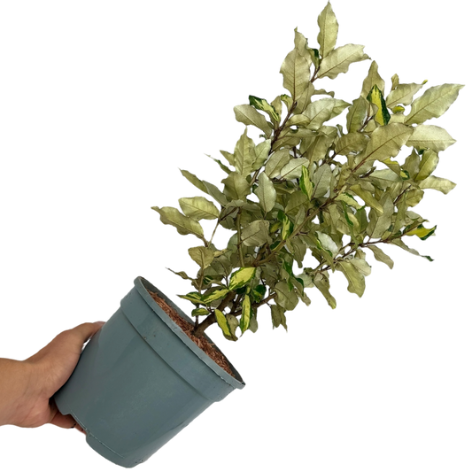 Elaeagnus Ebbingei Maryline