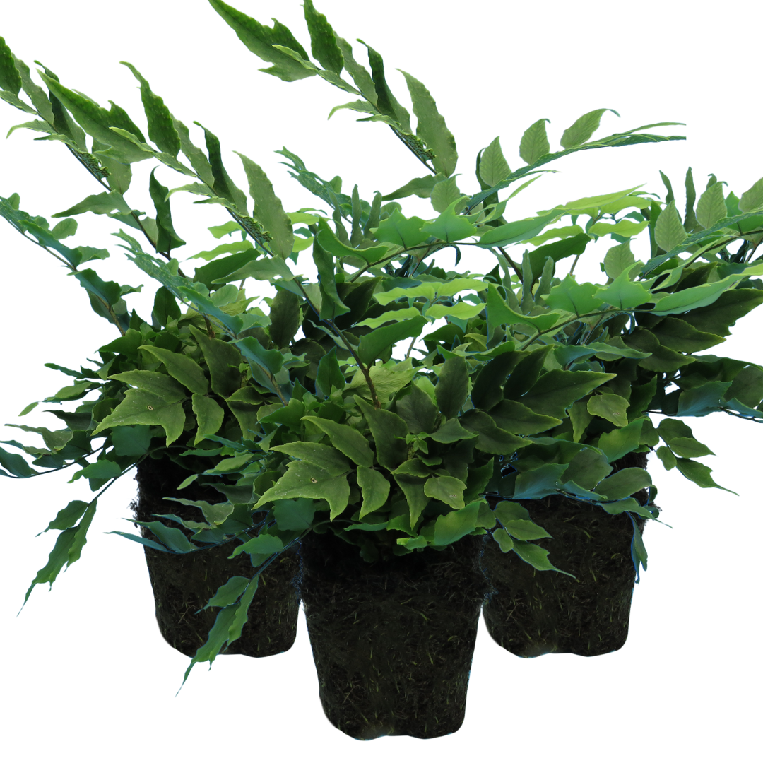 Holly Fern | 3 or 6 1L Pots