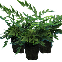 Holly Fern | 3 or 6 1L Pots