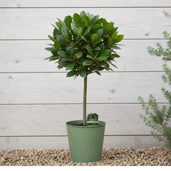 2L Bay Tree, Laurus Nobilis, Evergreen Culinary Herb, Pots