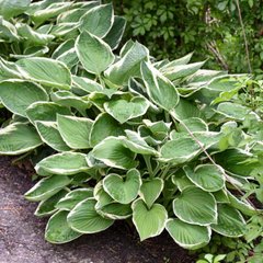 Hosta Francee | 3 or 6 1L Pots