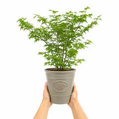 3 Litre Green Leaf Acer Tree, Nursery Pots, Outdoor Garden