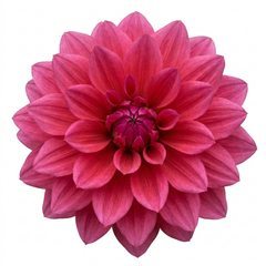 1 Dahlia Maggiore Deep Rose Live Plant, Summer Flowering Garden Ready, 3 Litre Root Ball