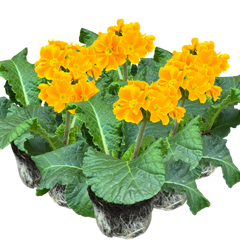 Polyanthus Orange | 3 or 6 1L Pots