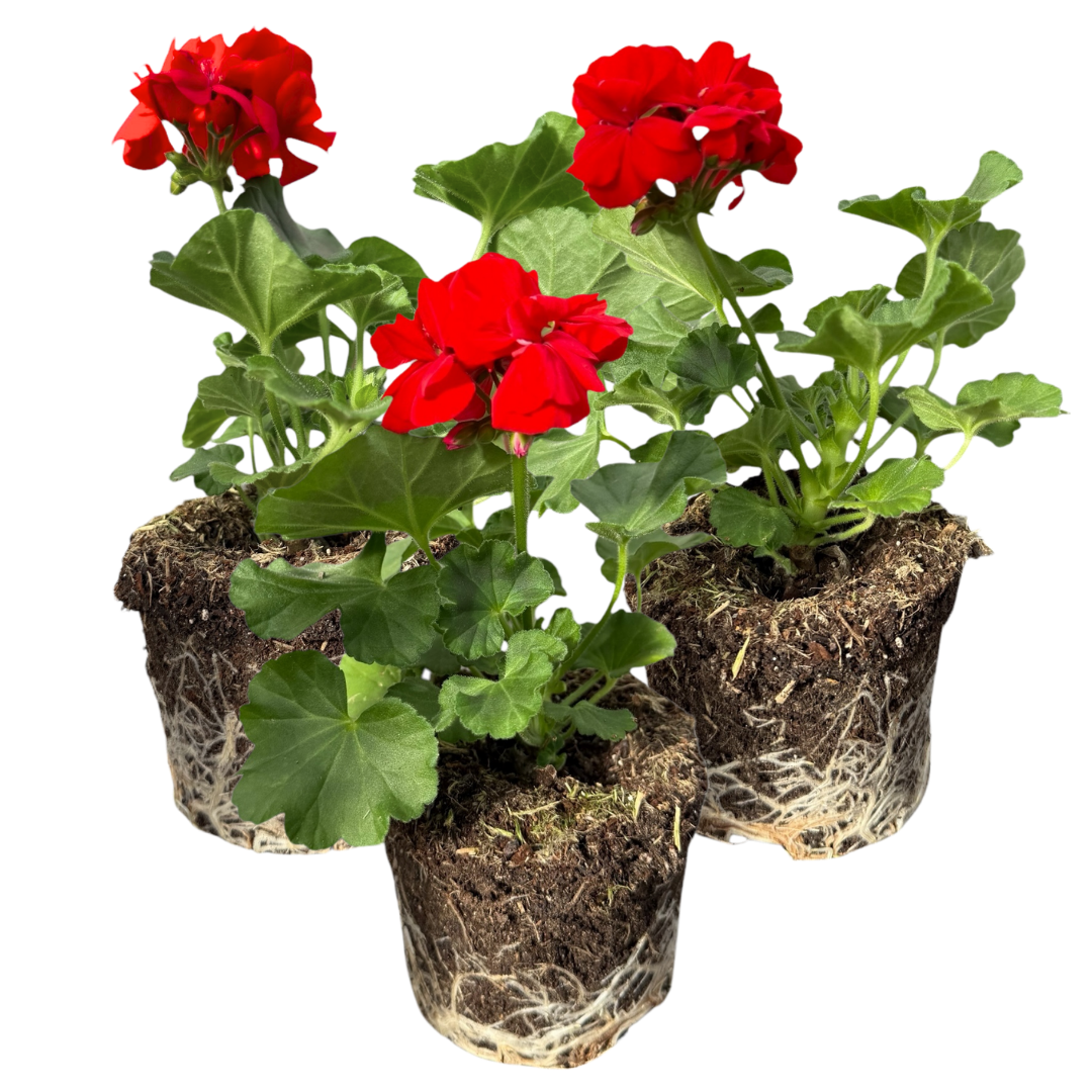 Geranium Toscana Senna | 3 or 6 1L Pots