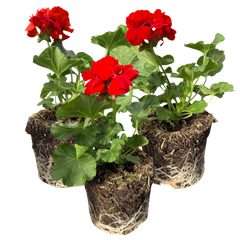 Geranium Toscana Senna | 3 or 6 1L Pots
