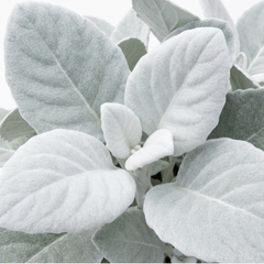 Senecio Angel Wings Silver Leaf Perennial Plant, Drought Tolerant, Garden Ready, 23cm/5L Root Ball