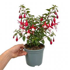 1 Large Plant - Upright Fuchsia Fuchsita Red & White, Outdoor Garden Ready, 2L