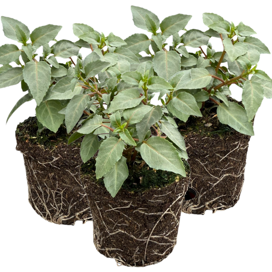 Fuchsia Bella Nora | 3 or 6 1L Pots